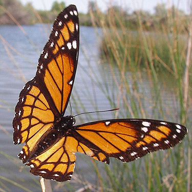 viceroy butterfly Limenitis archippus, SW corner of Evergreen Reservoir, Grant County, Washington