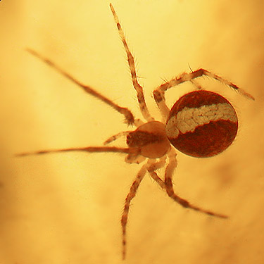 Theridion lawrencei from clearcut, Fir Creek at Road 23, Mason County, Washington