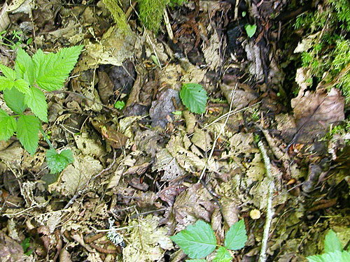 cottonwood-alder leaf litter, Fir Creek at Road 23, Mason County, Washington