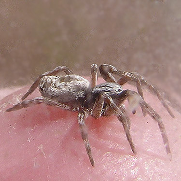 old female of spider Dictyna coloradensis, Flat Lake, Grant County, Washington