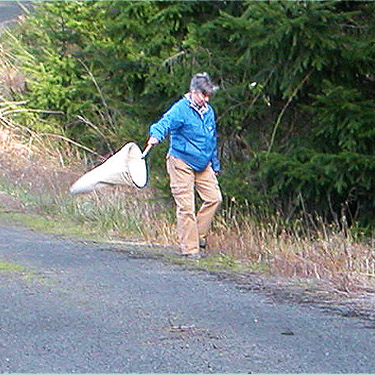 Laurel Ramseyer sweeping roadside, clearcut above Sponenbergh Creek, Lewis County, Washington