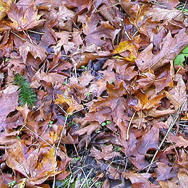 maple leaf litter, Goldsborough Creek at Railroad Avenue, Shelton, Washington