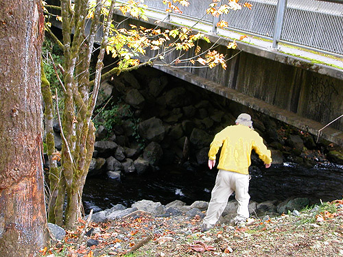 Jerry Austin explores under bridge, Goldsborough Creek at Railroad Avenue, Shelton, Washington