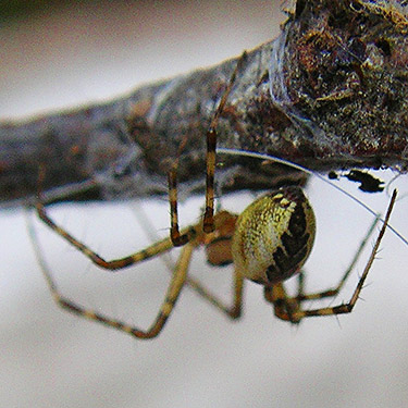 Pityohyphantes tacoma sheetweb linyphiid spider on trail bridge, Gold Creek Trail, Green Mountain, Kitsap County, Washington