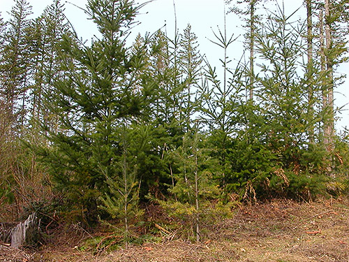 young Douglas-fir in 2011 clearcut, Tin Mine Creek area, Green Mountain State Forest, Kitsap County, Washington