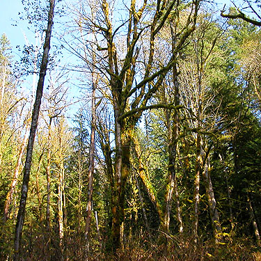 bare maple tree on mountain above Halford, Snohomish County, Washington