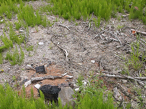 bare ground Pardosa wolf spider habitat, Harksell Road at Nooksack River, Whatcom County, Washington