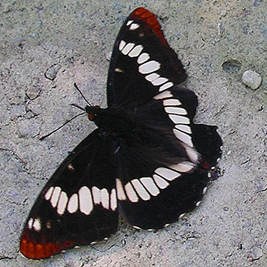 admiral butterfly Limenetis lorquini on road, Iron Creek at USFS Road 16, Skagit County, Washington