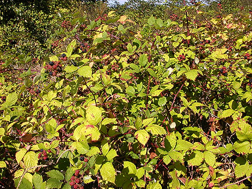 invasive Himalayan blackberry, Jetty Island, Everett, Washington