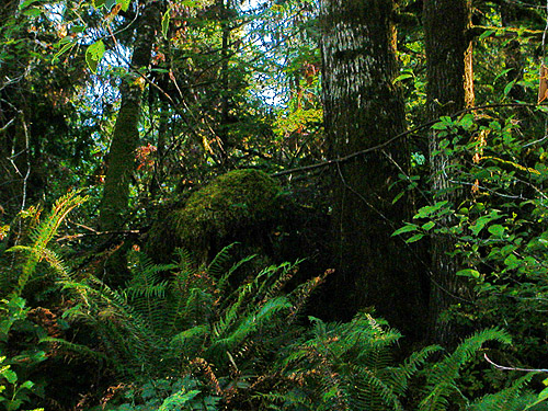 forest tract impenetrable due to irregular ground, Johns River Road, SW Grays Harbor County, Washington