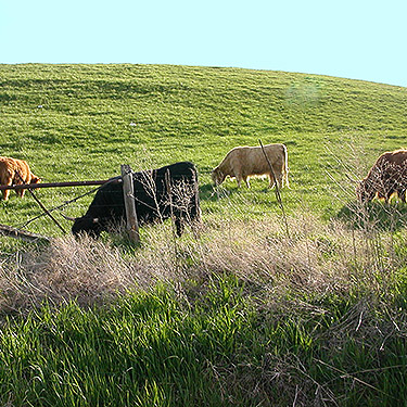 Scottish highland cattle at WPA Road, Badger Pocket, Kittitas County, Washington