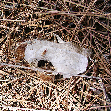 weasel skull, Cooke Creek at John Wayne Trail, SW corner of Kittitas, Washington