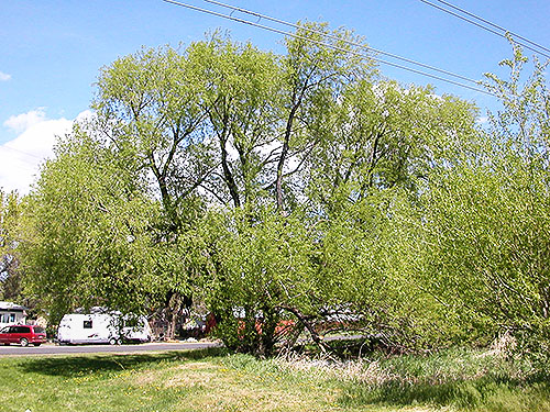 riparian willow, Cooke Creek at John Wayne Trail, SW corner of Kittitas, Washington