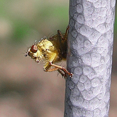 bright yellow fly, Cooke Creek at John Wayne Trail, SW corner of Kittitas, Washington
