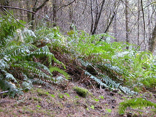 sword fern understory, young forest west of 2021 clearcut, Michigan Hill, Thurston County, Washington
