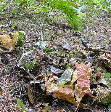 leaf litter, young forest west of 2021 clearcut, Michigan Hill, Thurston County, Washington