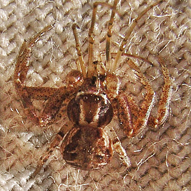 penultimate male Xysticus cristatus, 2016 clearcut on Langworthy Road, Michigan Hill, Thurston County, Washington