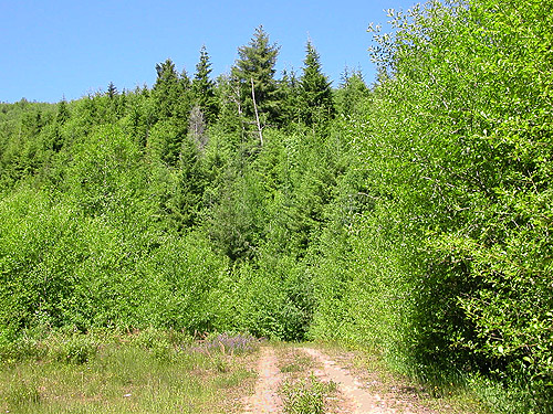 hill with alder and conifers, Little Eagle Lake, Green River Watershed, King County, Washington