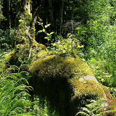 moss on tree and rock, Little Eagle Lake, Green River Watershed, King County, Washington