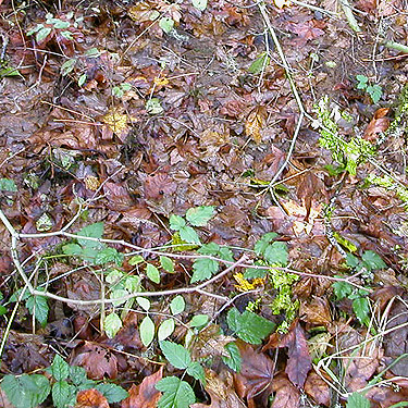 bigleaf and vine maple litter on ground, Lepisto Road end, North Fork Lincoln Creek, Lewis County, Washington