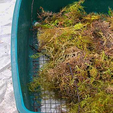 moss in sifter, Lepisto Road end, North Fork Lincoln Creek, Lewis County, Washington
