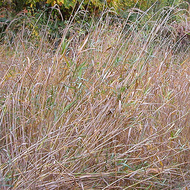 tall grass at edge of clearcut, Lepisto Road end, North Fork Lincoln Creek, Lewis County, Washington