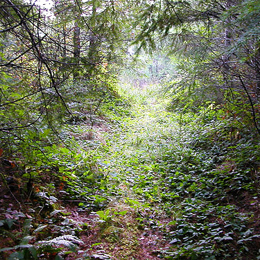 old road become trail, Lepisto Road end, North Fork Lincoln Creek, Lewis County, Washington