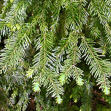 true fir Abies sp. foliage at Little Wenatchee Ford, Chelan County, Washington