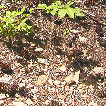 Douglas-fir cones, Little Wenatchee Ford trailhead, Chelan County, Washington