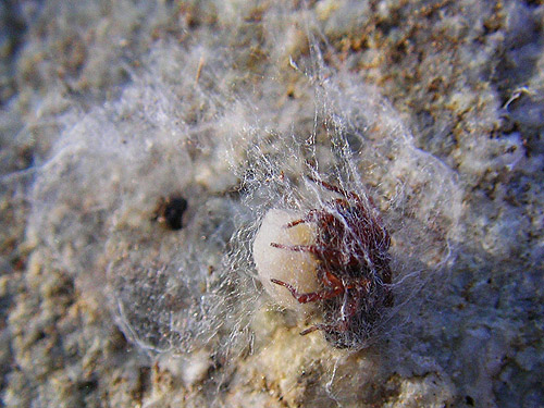 amaurobiid spider Cybaeopsis macarius under rock, Little Wenatchee Ford, Chelan County, Washington