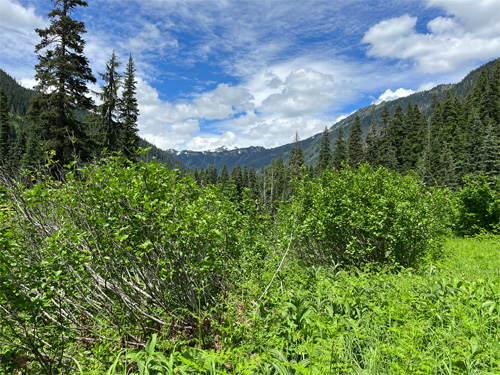 first high meadow on Little Wenatchee Trail, Chelan County, Washington