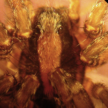 unidentified juvenile lycosid spider, Lost Prairie, Mason County, Washington