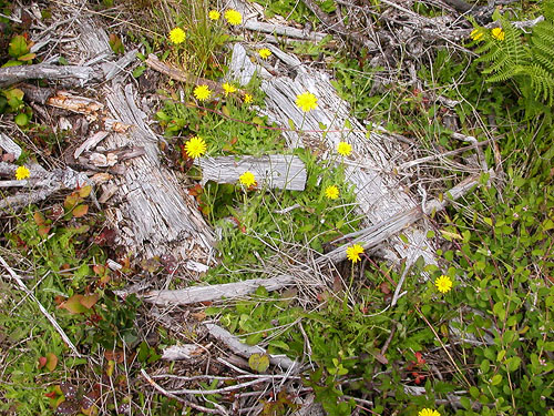 dead wood in grassland, Lost Prairie, Mason County, Washington