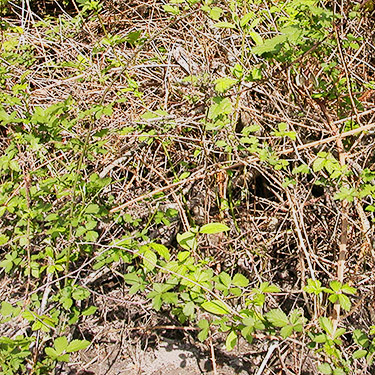 severe blackberry thicket south of Nooksack Dike Top South Trailhead, Whatcom County, Washington