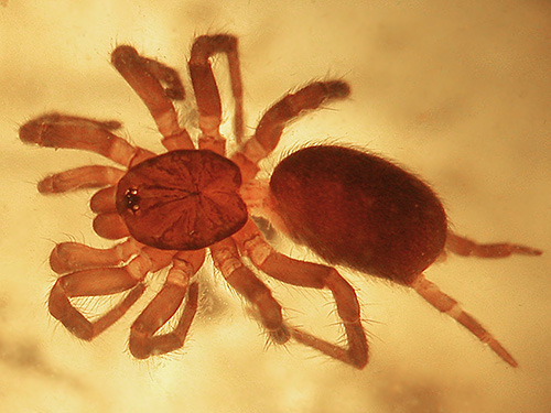 mygalomorph spider Microhexura idahoana from under rock, Middle Fork Road below Naches Pass, Kittitas County, Washington
