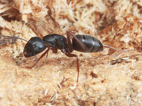 worker carpenter ant Camponotus modoc, Middle Fork Road below Naches Pass, Kittitas County, Washington
