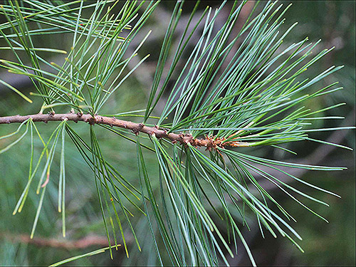 needles of Pinus monticola, western white pine, Blowout Creek meadow, Little Naches River, Kittitas County, Washington