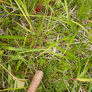 moss in Blowout Creek meadow, Little Naches River, Kittitas County, Washington