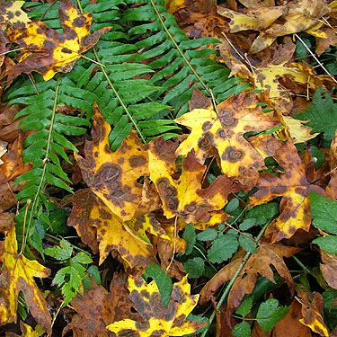 fall-colored maple leaves turning brown, unnamed tributary, Middle Fork Snoqualmie River, King County, Washington