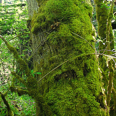 moss on tree trunk, Morse Creek east of Port Angeles, Clallam County, Washington