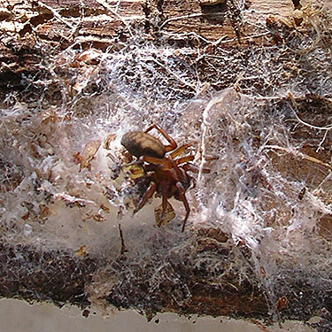 Callobius spider female in web under wood, Mosquito Ridge, Entiat Mountains, Chelan County, Washington