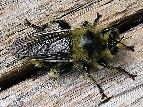 bee mimic robber fly Asilidae, Twin Lakes Trail, Napeequa River area, Chelan County, Washington
