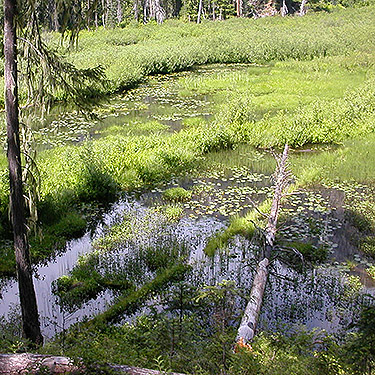 edge of beaver marsh on Twin Lakes Trail, Napeequa River area, Chelan County, Washington