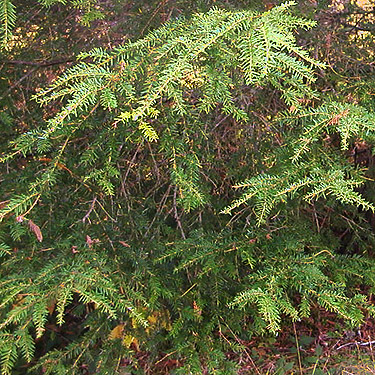 western hemlock foliage, Nooksack River 1 mile E of Maple Falls, Whatcom County, Washington
