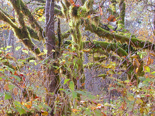 moss on maple limbs, Nooksack River 1 mile E of Maple Falls, Whatcom County, Washington