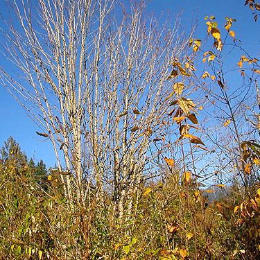 fall color, Whitehorse Trail 3 miles E of Oso, Snohomish County, Washington
