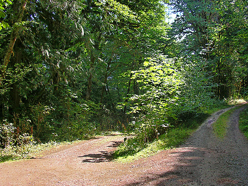 junction where road starts to climb to Peek-a-Boo Lake, Snohomish County, Washington