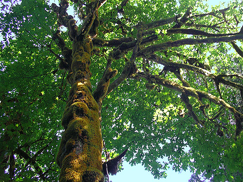 mossy maple tree, Sauk River road below Peek-a-Boo Lake, Snohomish County, Washington