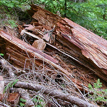 dead wood pieces in old growth, trail to Peek-a-Boo Lake, Snohomish County, Washington