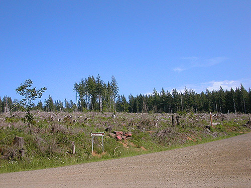clearcut east of Porter Creek Meadow, up creek from Porter, Grays Harbor County, Washington